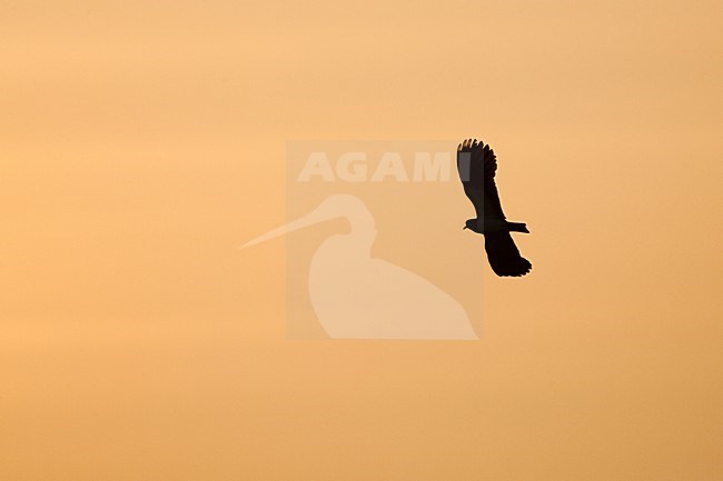 Kievit, Northern Lapwing; Vanellus vanellus stock-image by Agami/Menno van Duijn,