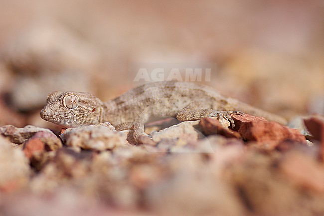 Spacious Rock Gecko (Trachydactylus hajarensis) taken the 03/03/2023 at Tanuf - Oman. stock-image by Agami/Nicolas Bastide,