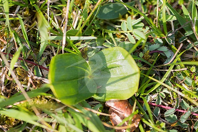 Common Twayblade leaves stock-image by Agami/Wil Leurs,