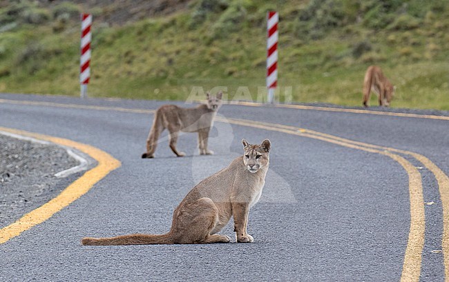 Three wild Cougars (Puma concolor concolor) in Torres del Paine national park in Chile. A family group crossing a road. stock-image by Agami/Dani Lopez-Velasco,
