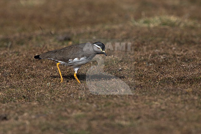 foraging Spot-breasted Lapwing (Vanellus melanocephalus) found at Gaysay plains in ethiopian highlands of Bale Mountains stock-image by Agami/Mathias Putze,