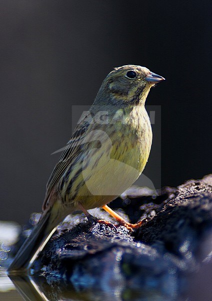 Geelgors; Yellowhammer stock-image by Agami/Bence Mate,