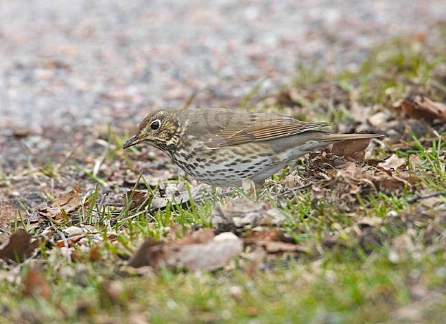 Song Thrush adult standing Finland, Zanglijster adult staand Finland stock-image by Agami/Markus Varesvuo,