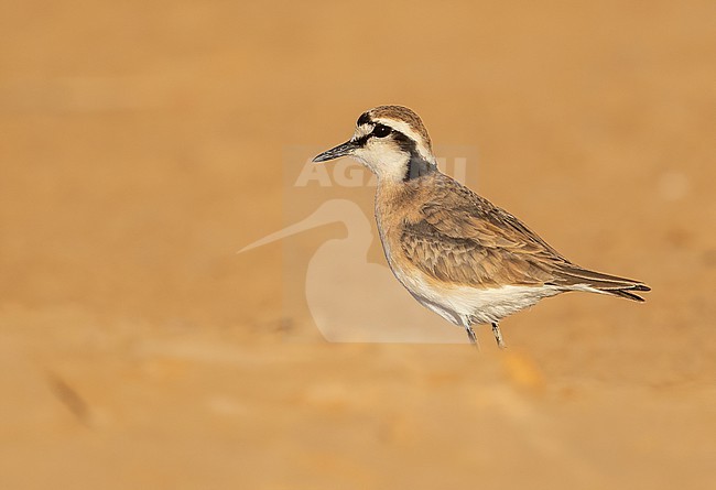 Kittlitz's Plover (Anarhynchus pecuarius) at Djoudj NP in February stock-image by Agami/Eduard Sangster,