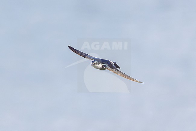 Mangrove Swallow (Tachycineta albilinea) stock-image by Agami/David Monticelli,