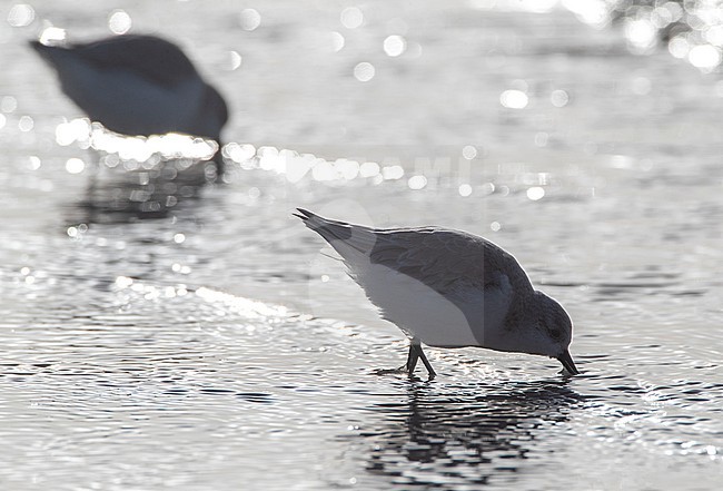 Sanderlings (Calidris alba) wintering at the North Sea coast of Ijmuiden in the Netherlands. Photographed with backlight. stock-image by Agami/Marc Guyt,