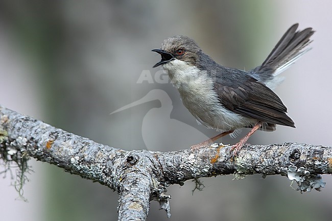 Singing male Grey Apalis (Apalis cinerea) perched on a branch in Angola. stock-image by Agami/Dubi Shapiro,