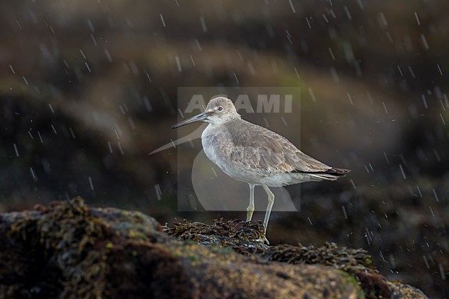 Foeragerende Willet; Western Willet foraging stock-image by Agami/Daniele Occhiato,