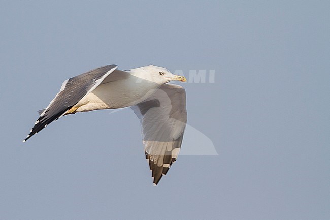 Heuglin's Gull - Tundramöwe - Larus heuglini, Oman, adult stock-image by Agami/Ralph Martin,