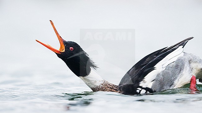 Red-breasted Merganser - Mittelsäger - Mergus serrator, Germany (Schleswig-Holstein), adult, male, courtship display stock-image by Agami/Ralph Martin,