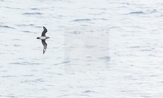 Light morph Kermadec petrel (Pterodroma neglecta) in flight over the sea near New Caledonia. stock-image by Agami/Marc Guyt,