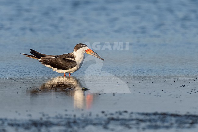 Black Skimmer (Rynchops niger) flying over water in Florida USA. stock-image by Agami/Marcel Burkhardt,