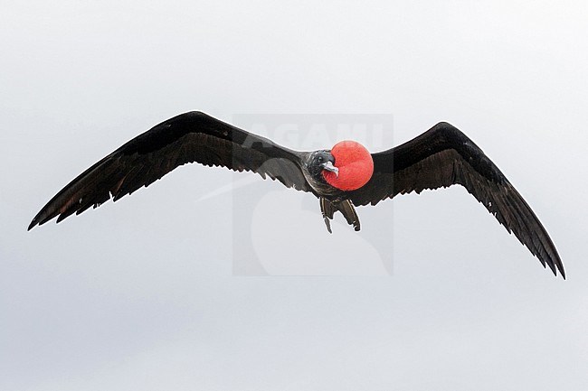 Adult male Great Frigatebird, Fregata minor, in flight. Photographed during a French Polynesia & The Cook Islands expedition cruise. stock-image by Agami/Pete Morris,
