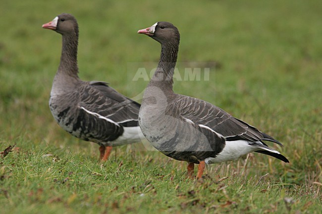 White-fronted Goose two standing, Kolgans twee staand stock-image by Agami/Chris van Rijswijk,