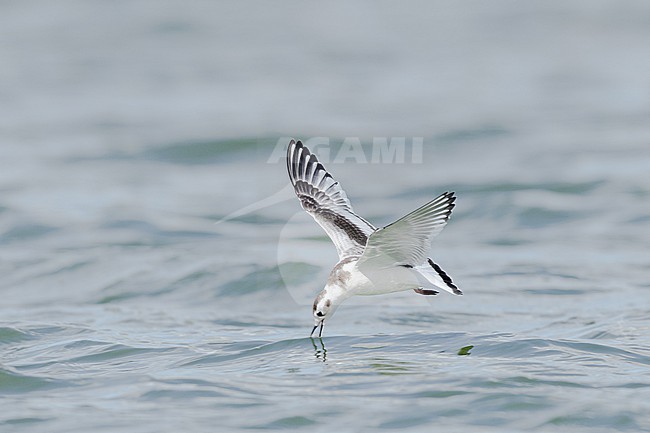  stock-image by Agami/Menno van Duijn,