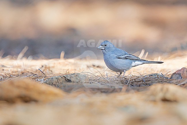 Male Tenerife Blue chaffinch (Fringilla teydea) sitting on the ground, with an orange and grey backgound, in Tenerife, Canary islands. stock-image by Agami/Sylvain Reyt,