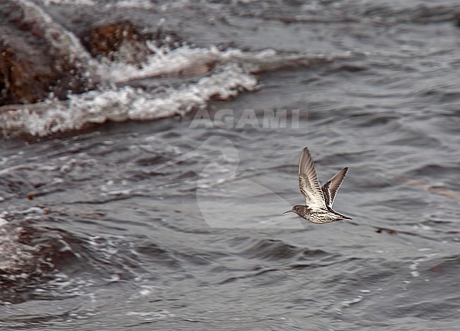 Purple Sandpiper (Calidris maritima) winter in flight with breaking waves in the background stock-image by Agami/Andy & Gill Swash ,