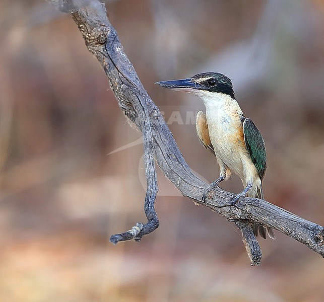 Sacred Kingfisher, Todiramphus sanctus, at Lake Moondarra - Mount Isa - Queensland - Australia. stock-image by Agami/Aurélien Audevard,