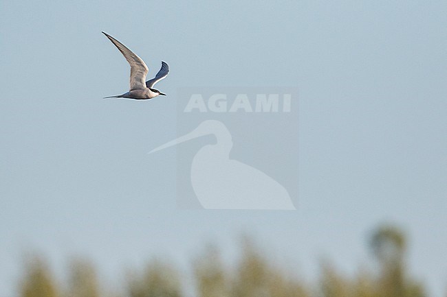 Common Tern ; Sterna hirundo ssp. minussensis, stock-image by Agami/Ralph Martin,