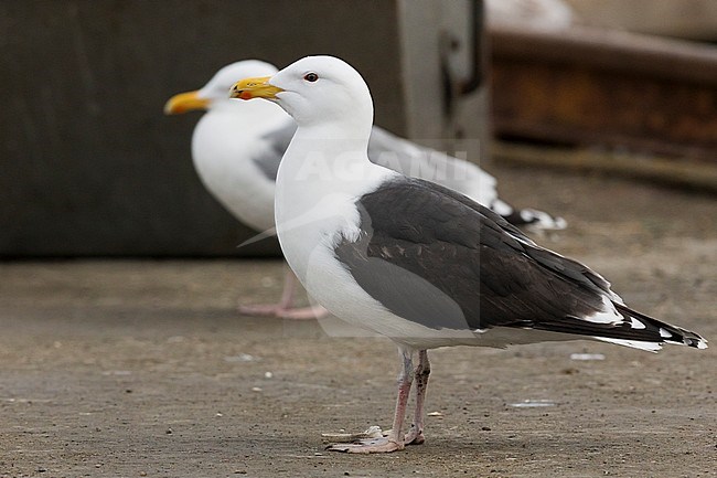 Great Black-backed Gull (Larus marinus), standing on the ground stock-image by Agami/Saverio Gatto,