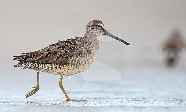 Adult Short-billed Dowitcher (Limnodromus griseus griseus) standing in August on Plymouth Beach in Plymouth, Massachusetts, United States stock-image by Agami/Ian Davies,