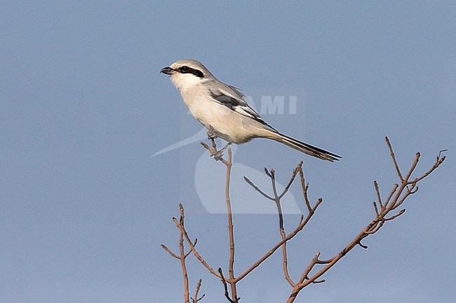 Volwassen Chinese Klapekster; Adult Chinese Grey Shrike stock-image by Agami/Daniele Occhiato,