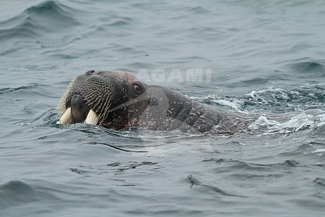 Walrusen in de zee; Walruss\'s at sea stock-image by Agami/Chris van Rijswijk,