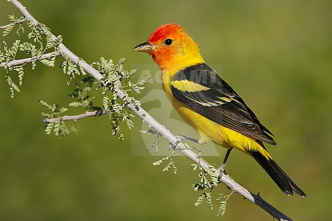 Adult male breeding
Riverside Co., CA
May 2007 stock-image by Agami/Brian E Small,