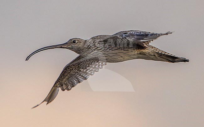 Moulting Far Eastern Curlew (Numenius madagascariensis) in flight in the evening. stock-image by Agami/Lennart Verheuvel,