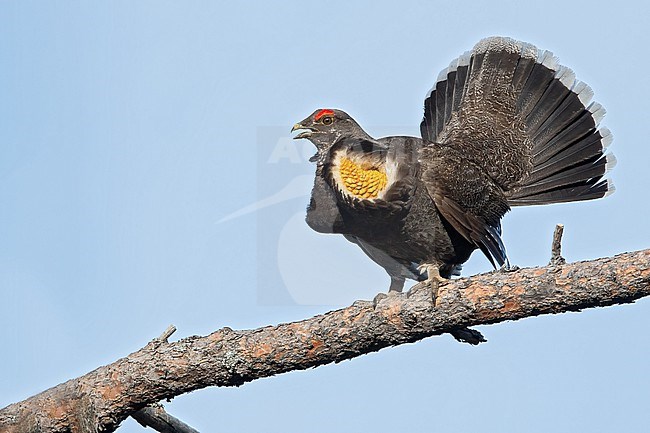 Adult male Sooty Grouse (Dendragapus fuliginosus) in North-America. Displaying on a branch. stock-image by Agami/Dubi Shapiro,