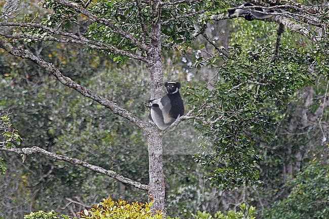 Critically Endangered Indri (Indri indri), also known as babakoto, perched in canopy of tropical rainforest in Madagascar. stock-image by Agami/Pete Morris,
