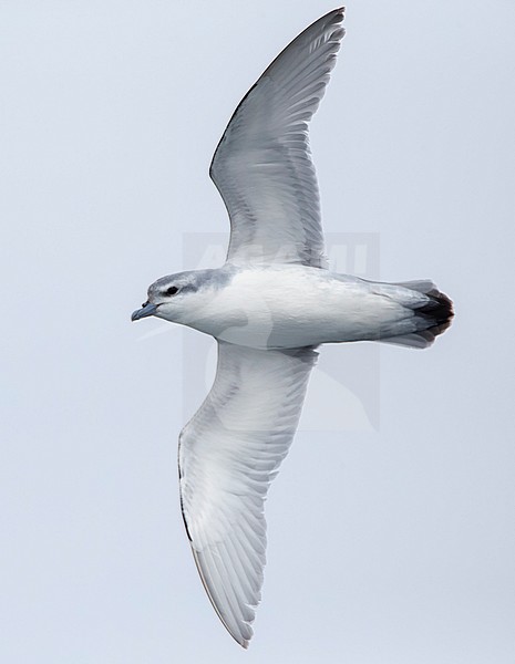 Fulmar Prion (Pachyptila crassirostris) in flight over the southern pacific ocean of subantarctic New Zealand. Seen from below, showing under wings. stock-image by Agami/Marc Guyt,