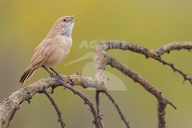 Sandy Gallito (Teledromas fuscus) Perched on a branch in Argentina stock-image by Agami/Dubi Shapiro,
