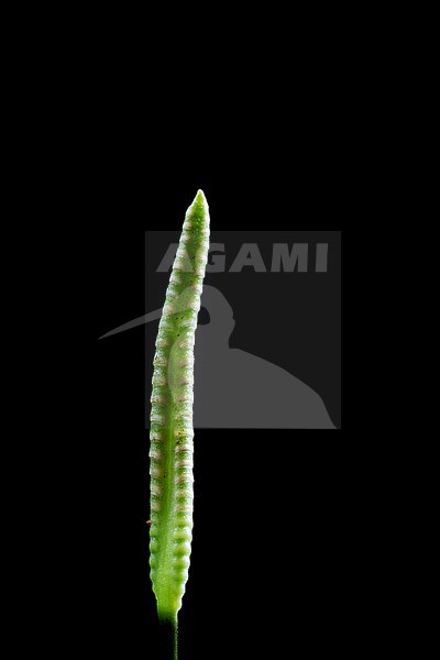 Adder's-tongue, Ophioglossum vulgatum stock-image by Agami/Wil Leurs,