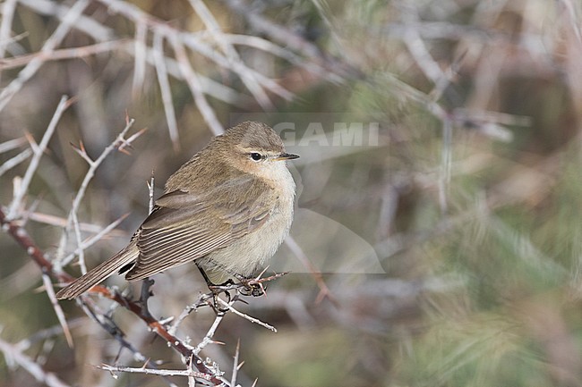 Mountain Chiffchaff (Phylloscopus sindianus ssp. sindianus) adult perched on a branch stock-image by Agami/Ralph Martin,