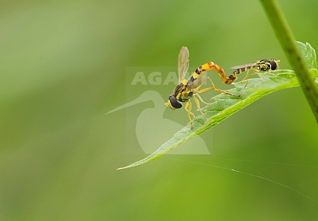 Parende zweefvliegen op een blad, Mating hoverflies on a leaf stock-image by Agami/Rob de Jong,