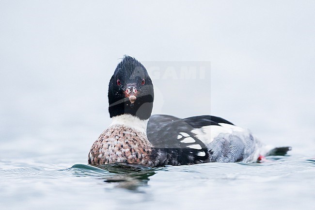 Red-breasted Merganser - Mittelsäger - Mergus serrator, Germany (Schleswig-Holstein), adult, male stock-image by Agami/Ralph Martin,