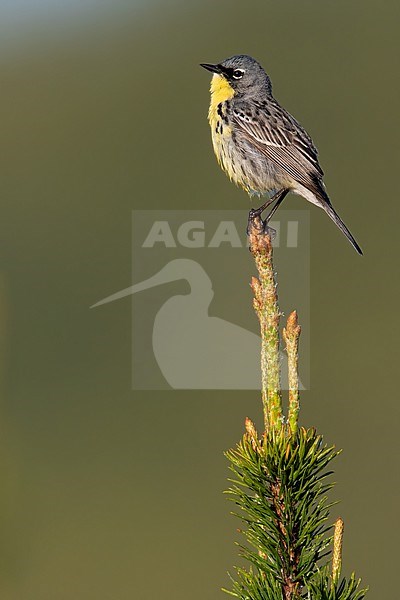 Kirtland's Warbler (Setophaga kirtlandii) adult male perched on a branch stock-image by Agami/Dubi Shapiro,