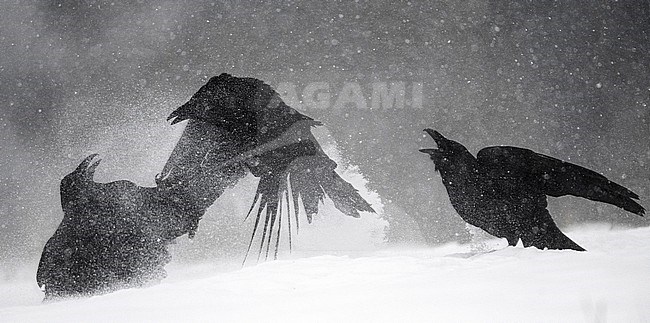 Fighting Common Raven, Corvus corax tingitanus, in the snow in Poland. stock-image by Agami/Han Bouwmeester,