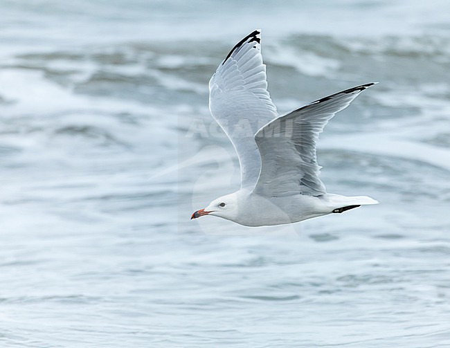 Adult Audouin's Gull (Ichthyaetus audouinii) during autumn in Ebro delta, Spain. The global population is currently in a rapid reduction. stock-image by Agami/Marc Guyt,