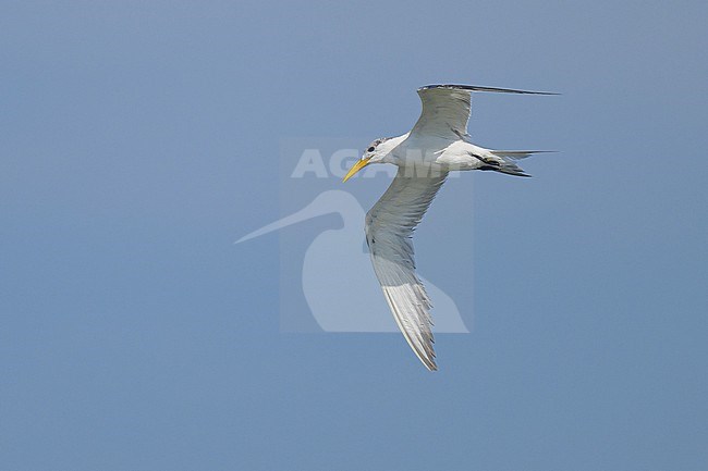 Wintering Greater Crested Tern, Thalasseus bergii, in Oman. stock-image by Agami/Sylvain Reyt,