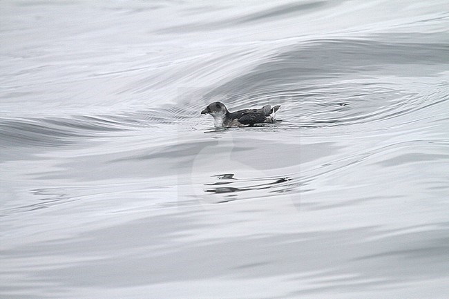 Peruvian diving petrel (Pelecanoides garnotii) at sea in the  Humboldt Current off Peru. stock-image by Agami/Pete Morris,
