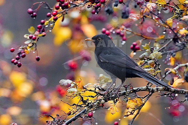 Male Eurasian Blackbird, Turdus merula, in Italy. stock-image by Agami/Daniele Occhiato,