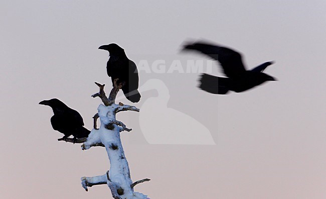 Raaf groep in boomtop, Common Raven group at treetop stock-image by Agami/Markus Varesvuo,
