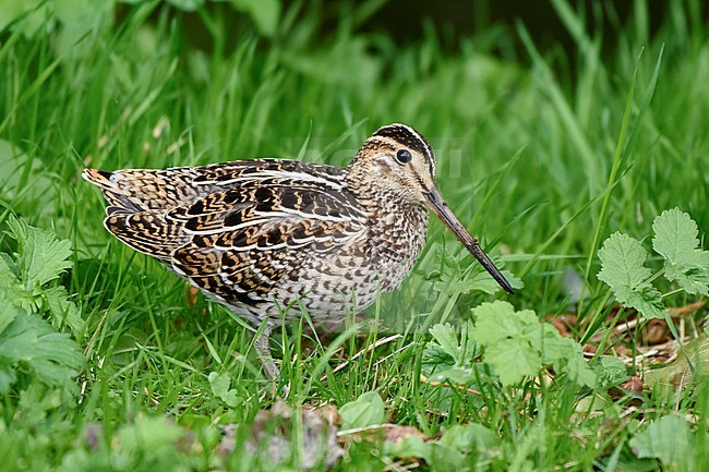 Tame first-winter Great Snipe (Gallinago media) right in the open in urban area in Den Burg on Texel, a Dutch Wadden Isle, during autumn migration. stock-image by Agami/Rene Pop ,