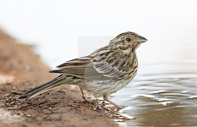Juvenile Cirl Bunting (Emberiza cirlus) at Spanish drinking station during summer. stock-image by Agami/Marc Guyt,