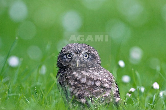 Steenuil zittend op de grond; Little Owl perched on the ground stock-image by Agami/Wim Wilmers,