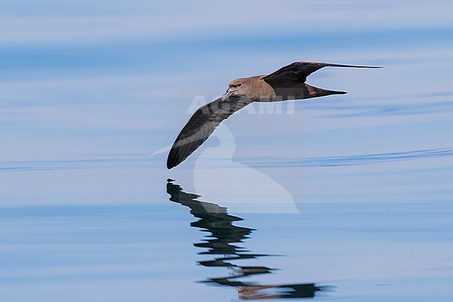 Jouanin's Petrel (Bulweria fallax), individual in flight over the sea in Oman stock-image by Agami/Saverio Gatto,