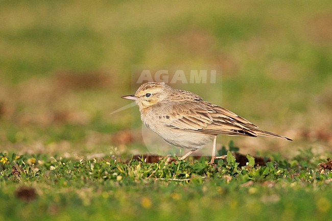 Duinpieper in Eilat; Tawny Pipit in Ofira park Eilat stock-image by Agami/Marc Guyt,