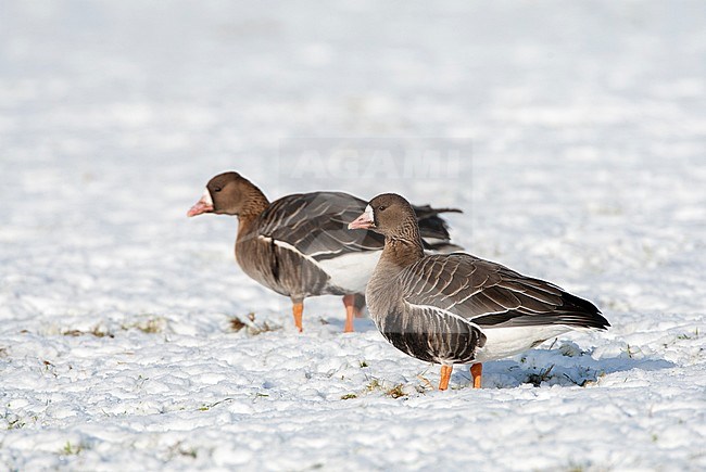 Wintering Greater White-fronted Geese (Anser albifrons albifrons) in the Netherlands. Two birds standing in the snow. stock-image by Agami/Marc Guyt,